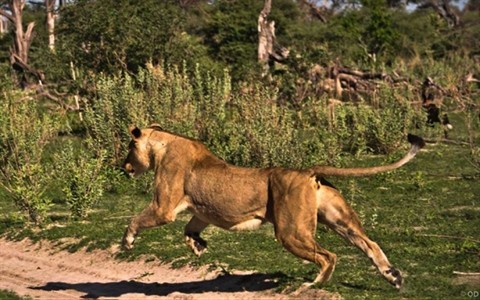 Sư tử cái lao tới định cướp con mồi của đàn linh cẩu.