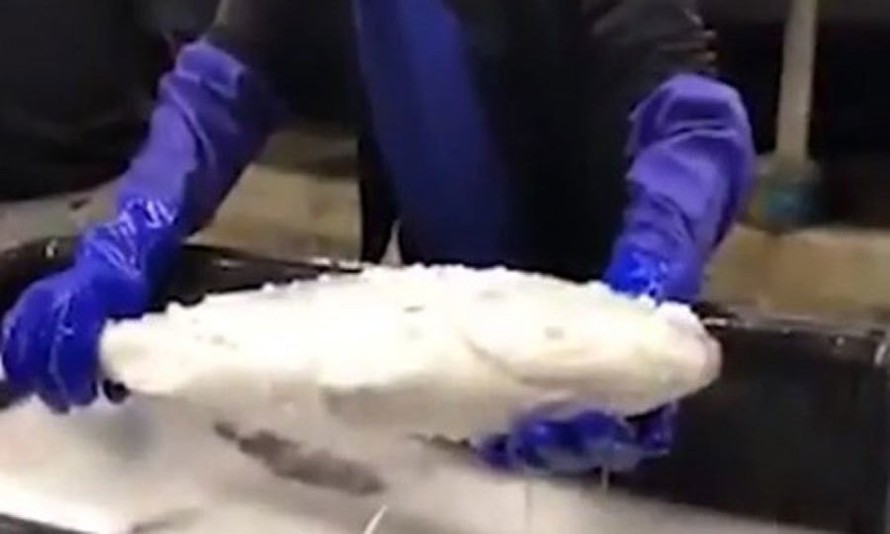 Video: Cá ướp lạnh đông cứng hồi sinh trong nháy mắt