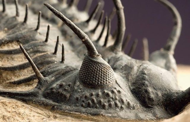 Các nhà khoa học vừa đưa ra giả thuyết mới về sự kiện đại tuyệt chủng Kỷ Permi-Trias.