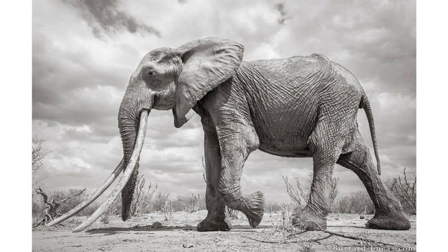 Thường được gọi là “voi ngà to”, con voi cái này thuộc loại hiếm – vì ước tính chỉ có 30 cá thể như vậy trên toàn châu Phi. Nhiếp ảnh gia người Anh Will Burrard-Lucas chụp một loạt ảnh trắng đen về con voi mà ông gọi là "Nữ hoàng Voi" này khi nó đang đi l