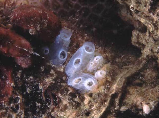 Tunicate là những sinh vật trong suốt như sứa.