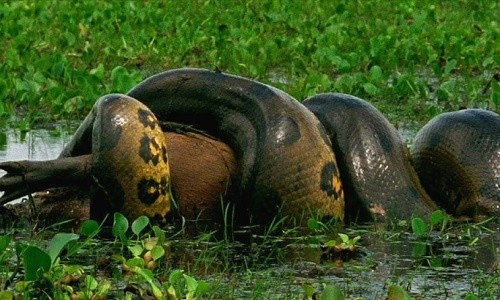 Trăn anaconda đoạt mạng loài chuột lớn nhất thế giới
