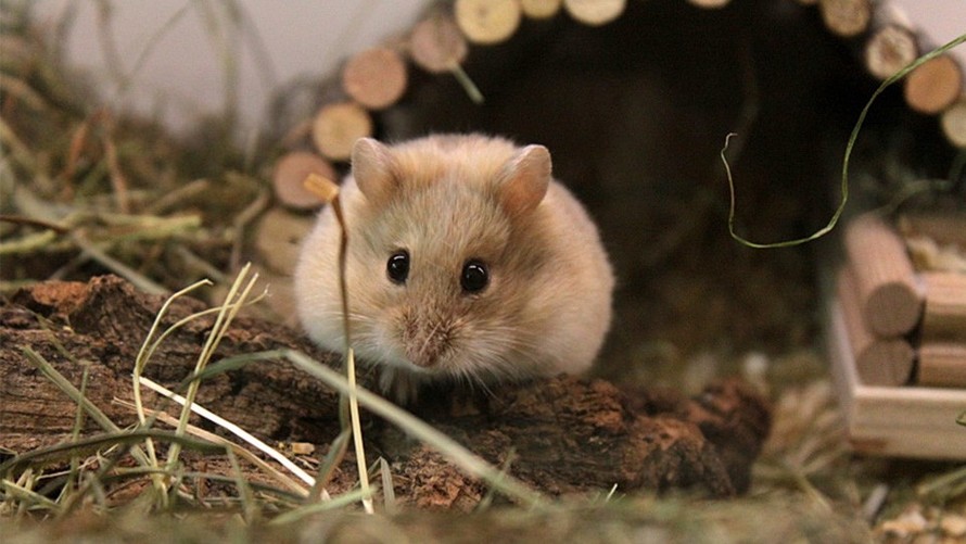 1001 thắc mắc: Chuột hamster xuất xứ từ đâu?