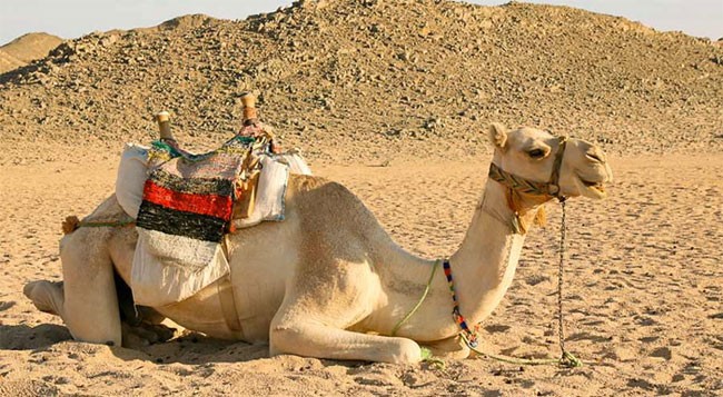 Lạc đà là một trong những loại động vật có khả năng thích nghi tốt môi trường trong sa mạc.