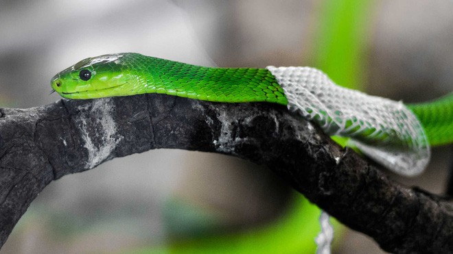 1001 thắc mắc: Vì sao rắn lại lột xác?