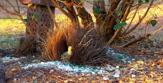 Chim bowerbird còn được biết đến với tên gọi khác là chim xanh, chim phòng the