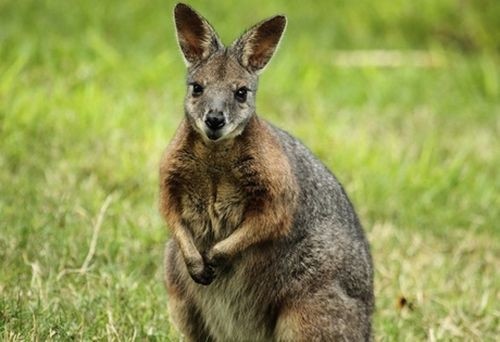 Chuột Wallaby chưa sinh con đã có thể mang thai