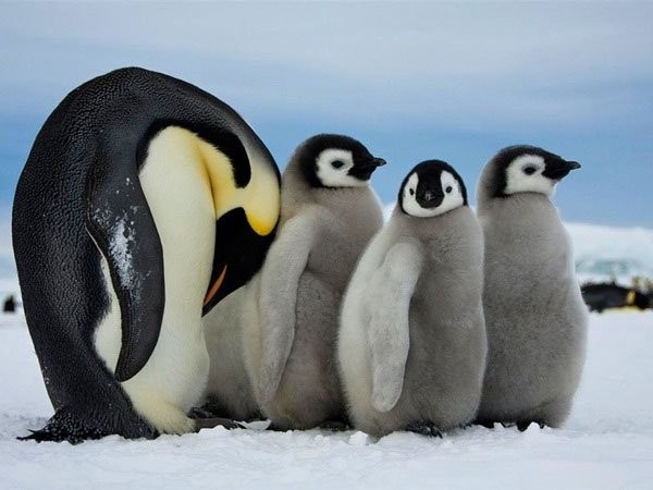 1001 thắc mắc: Chim cánh cụt phát ra âm thanh dưới nước khi chúng săn mồi?