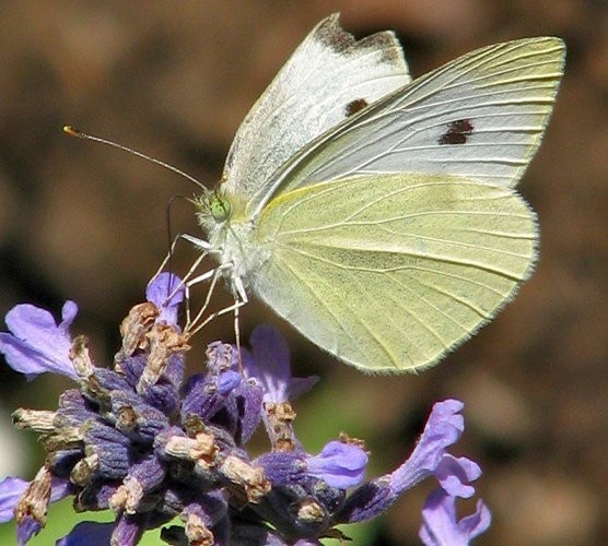 1001 thắc mắc: Vì sao bướm chỉ sử dụng chân để nếm mật hoa?