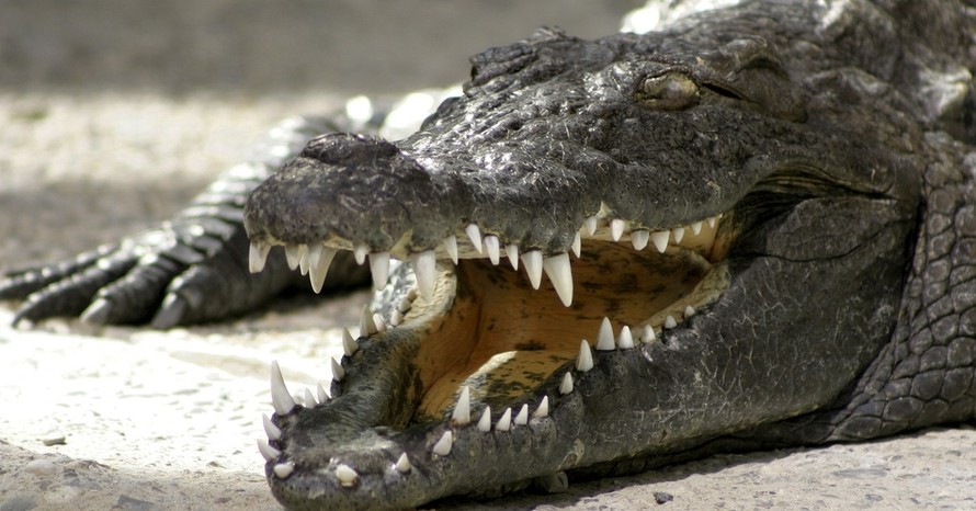 Cá sấu sông Nile giành “ngôi vị quán quân” với chiếc hàm khỏe nhất