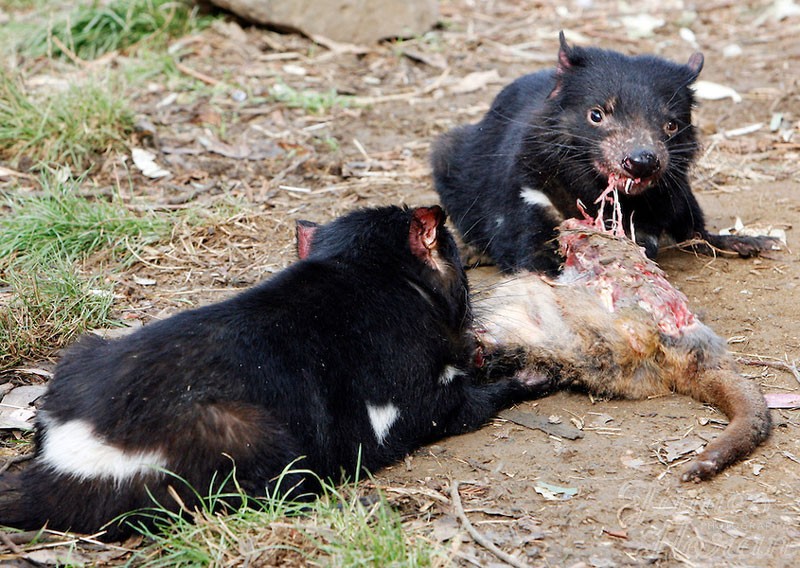 Dù có ăn nhiều bao nhiều thì Quỷ Tasmania vẫn có một thân hình hết sức cân đối. 