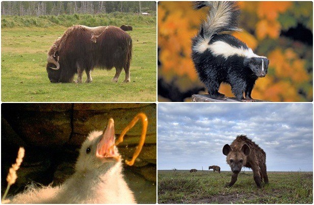 1001 thắc mắc: Những loài động vật nào bốc mùi đáng sợ nhất thế giới?