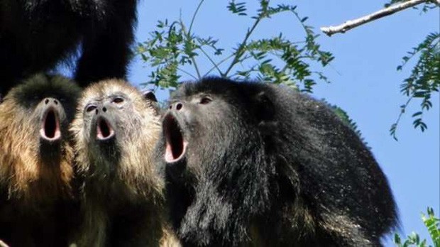 Khỉ rú chỉ nặng 7 kg nhưng nằm trong số những động vật kêu to nhất trên đất liền với tần số âm thanh tương tự hổ.