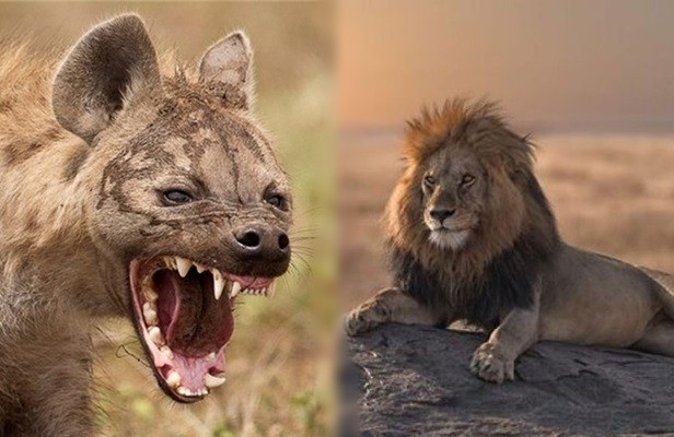 1001 thắc mắc: Sư tử và linh cẩu kẻ nào mạnh hơn?