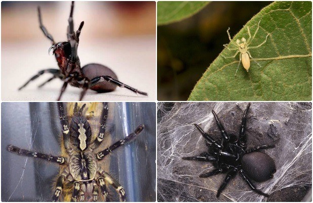 1001 thắc mắc: Loài nhện nào đáng sợ nhất thế giới?