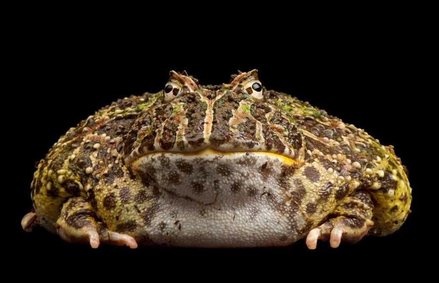 Loài ếch nào miệng chiếm 2/3 cơ thể, ăn thịt hung dữ?