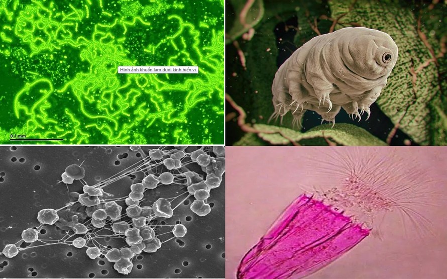 1001 thắc mắc: Những sinh vật kỳ dị nào có thể sống sót trên Sao Hỏa?