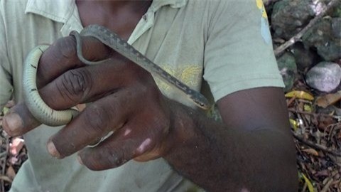 Loài rắn lải chỉ dài 1 mét rất hiền và hầu như không phản ứng khi bị bắt. Ảnh: G. Guida