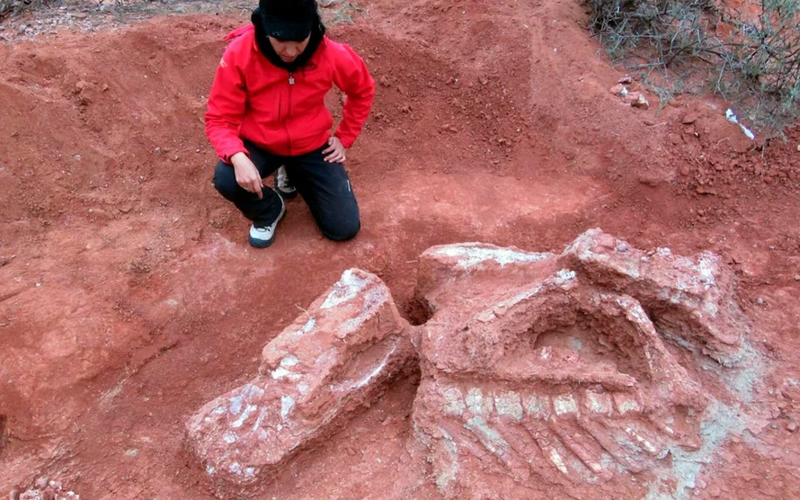 Hóa thạch khủng long khổng lồ ở Argentina 