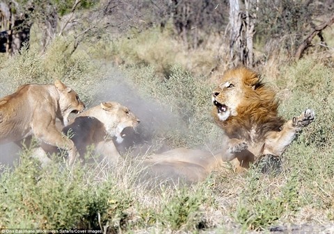 Ngay khi vừa thấy bờm của sư tử đực xuất hiện, những con cái đã lao vào tấn công.