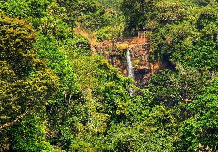 Rừng mưa nhiệt đới ở Cameroon.