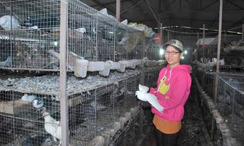 Số bồ câu ở trang trại của chị Nhung hiện được nhân lên gấp 20 lần so với thời điểm chị khởi nghiệp. Ảnh: NVCC.
