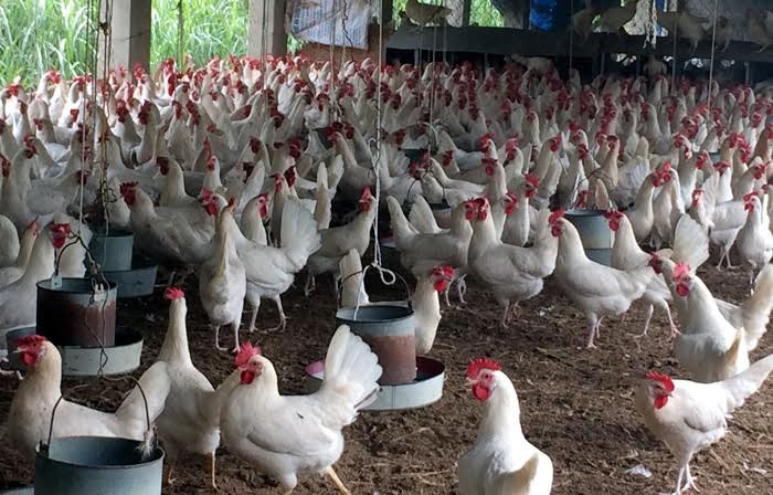 Nhờ nuôi gà Ai Cập đẻ trứng mà người dân làng xã Thanh Vân có cơ hội đổi đời, nhà nhà sắm ôtô.
