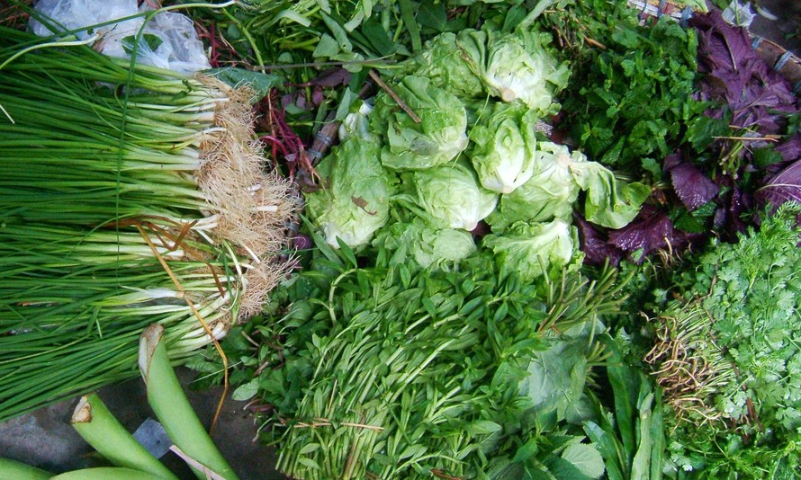 Kon Tum: Nông dân phấn khởi vì rau xanh được giá