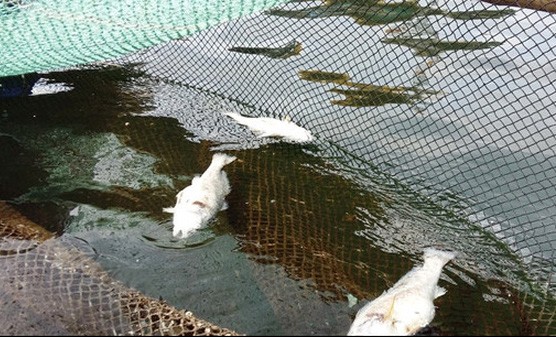 Cá chết hàng loạt tại Thanh Hóa do hiện tượng tảo nở hoa