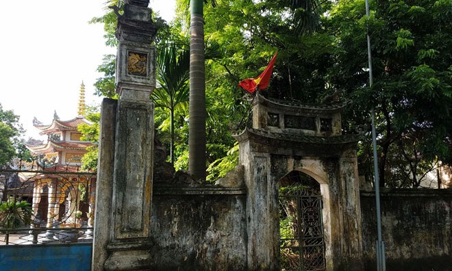 Cây sưa nằm gần cổng chùa làng Phụ Chính, Hòa Chính, Chương Mỹ có tuổi đời trên 130 năm.