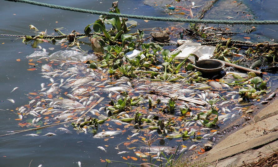 Cá chết hàng loạt, tấp vào bờ bốc mùi hôi thối trên sông Phú Lộc. Ảnh: Thanh Trần. 