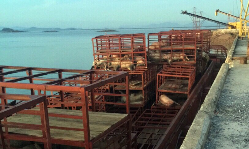 Gần 7 tấn lợn chết bốc mùi hôi thối trên chiếc tàu vừa cập cảng Mũi Chùa (Quảng Ninh).