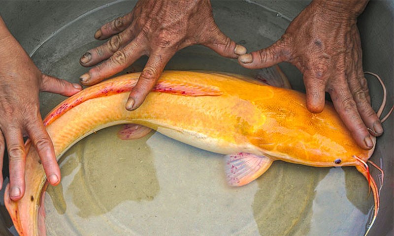 Con cá trê có màu vàng óng ánh rất đẹp mắt do anh Dầy bắt được.