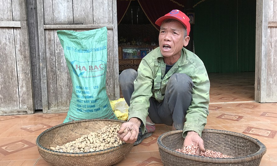 Người dân nghèo huyện Minh Hoá điêu đứng vì bị nhà thầu sân sau của ông Niên cấp giống kém chất lượng.