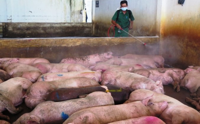Toàn tỉnh Hà Tĩnh đã có 127 con gia súc mắc bệnh Lở mồm long móng.