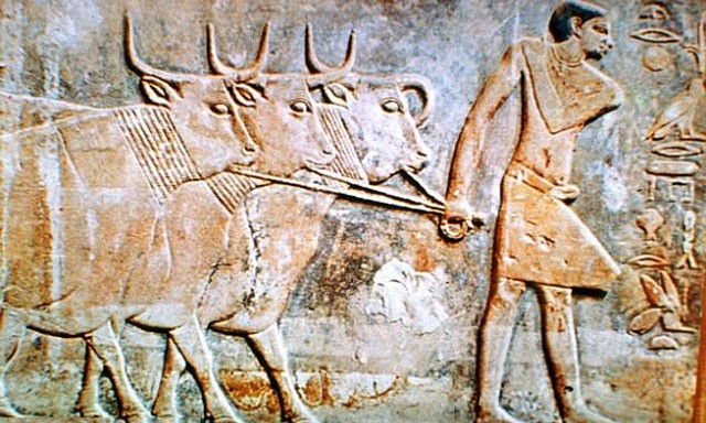 Sức kéo của các loài động vật như bò và ngựa là yếu tố chính giúp tạo ra sự khác biệt về tài chính trong xã hội cách đây 10.000 năm.
