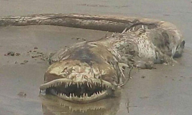 Con thủy quái đáng sợ do Beatriz phát hiện trên bãi biển Mexico.