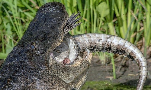Hiện tượng ăn thịt đồng loại khá phổ biến ở cá sấu mõm ngắn. Ảnh: Brad Streets.