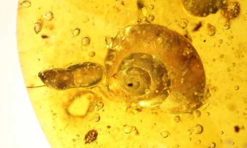Hóa thạch ốc sên cổ xưa nhất chứa phần thân mềm. Ảnh: Lida Xing.