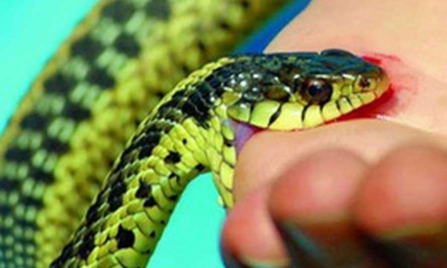 Rắn cạp nia được mệnh danh là một trong những loài rắn độc nhất hành tinh. (Ảnh minh họa).