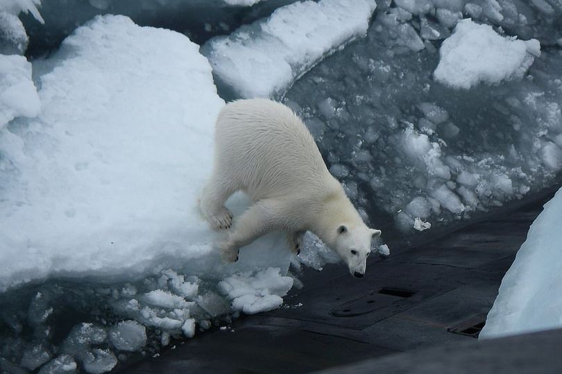 Gấu trắng nặng 4 tạ nhảy lên tàu ngầm hạt nhân Nga.