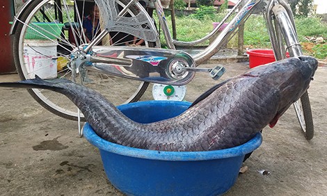 Con cá dài gần bằng chiếc xe đạp. Ảnh: Lam Sơn.
