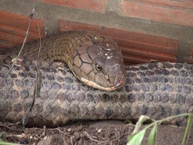Bộ Nông nghiệp lên tiếng về cặp rắn 'khủng' 60kg ở núi Cấm