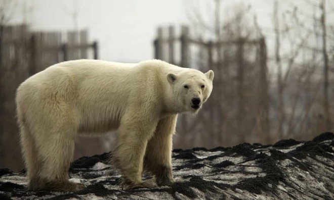 Con gấu dường như có vấn đề ở mắt và đang lang thanh xung quanh một khu công nghiệp ở đông bắc thành phố Norilsk. Ảnh: Reuters.