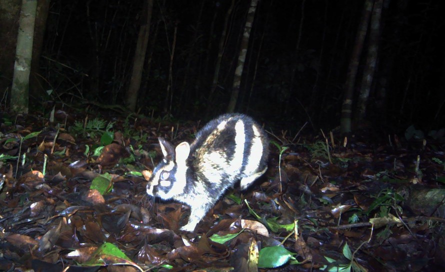 Thỏ vằn Trường Sơn được phát hiện ở VQG Bidoup-Núi Bà