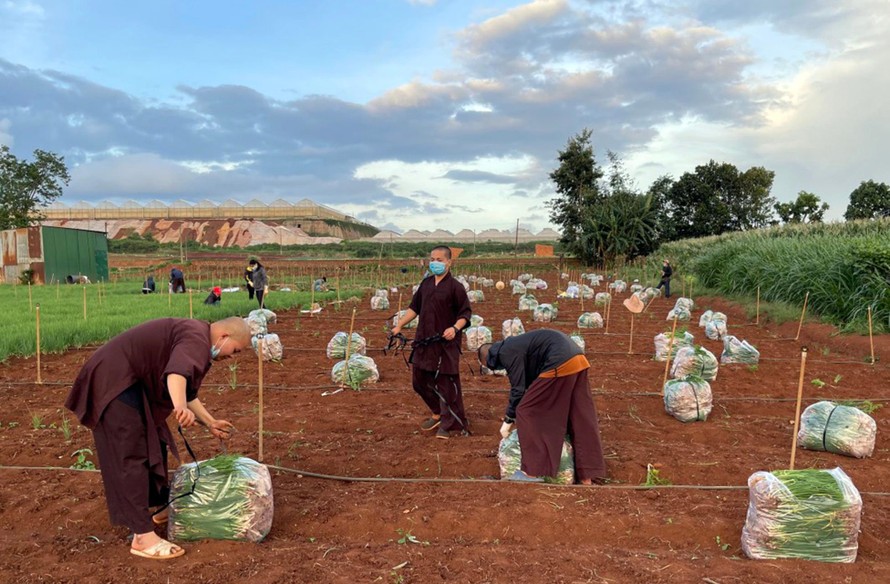 Những người tu hành thu hoạch, đóng gói rau hỗ trợ vùng dịch