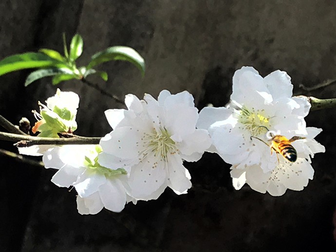 Hương thơm của đào tuyết thu hút ong bướm
