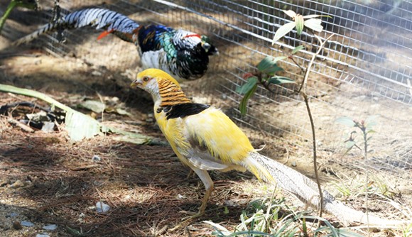 Trĩ vàng thường xuyên dẫn đầu top 10 loài chim đẹp nhất hành tinh