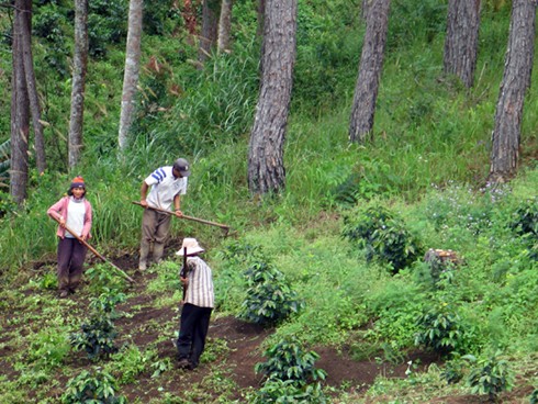 Rừng thông bị lấn chiếm, chặt hạ dần để trồng cà phê.