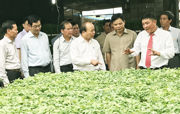 Thủ tướng thăm nhà kính trồng rau của Cty Phong Thúy